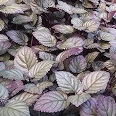 Purple waffle plant, red ivy, red flame ivy