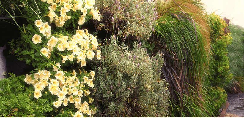 A garden on a wall with grasses, lavender and flowers.