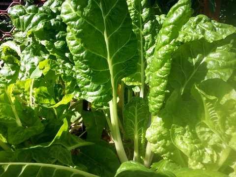 Vegetables grown at home using water pump systems.