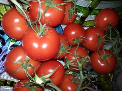 Tomatoes grown with a high water rentention potting mix.