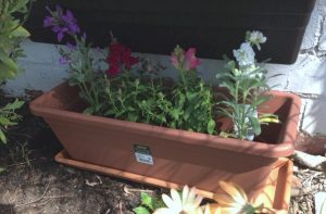 Wide flower pot with a base to catch water.