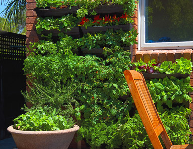 Vertical herb garden.