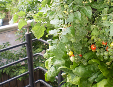 Vertical tomato plants.