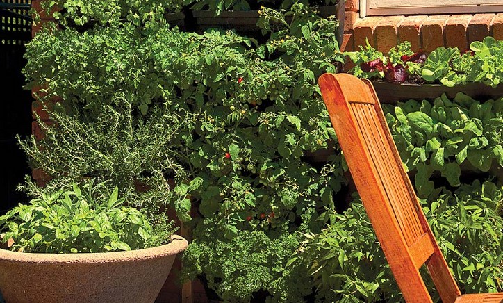 A greenwall vertical garden with numerous healthy plants.