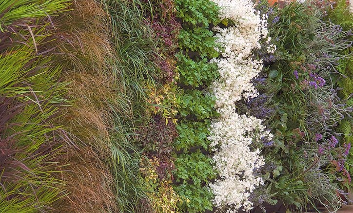 Ornamental green wall garden with flowers and grasses.