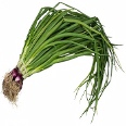 Scallion, spring onion