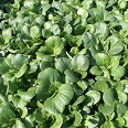 Chinese cabbage, bok choy